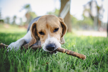 Beagle dog in the grass playing with a stick.