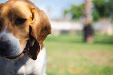 beagle dog portrait