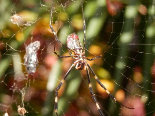 蜘蛛の巣の中心に陣取っている「ジョロウグモ」