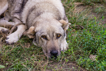 Stray dog puppy eyes homeless street dog puppy A sad-looking street dog with folded ears looks at the camera. rural soil road grass green.