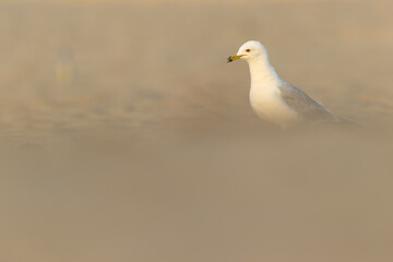 An adult ring-billed gull (Larus delawarensis) perched and foraging on the beach.