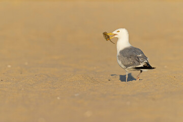 An adult American Herring Gull (Larus smithsonianus) perched and foraging on the beach.