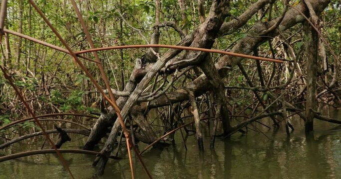 Mangrove wood in the coastal pacific water