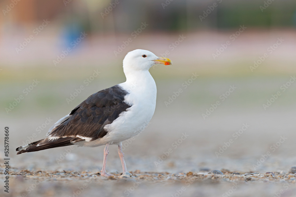 Wall mural An adult great black-backed gull (Larus marinus) perched and foraging on the beach.