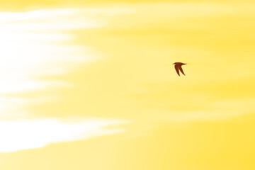 A tern flying in to the morning sun