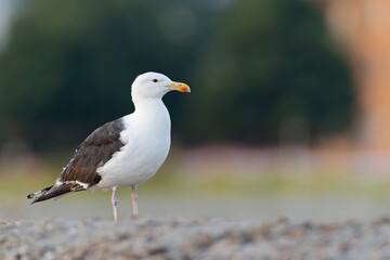 An adult great black-backed gull (Larus marinus) perched and foraging on the beach.