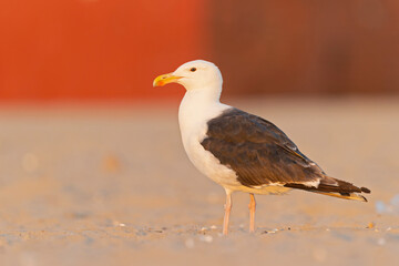 An adult great black-backed gull (Larus marinus) perched and foraging on the beach.