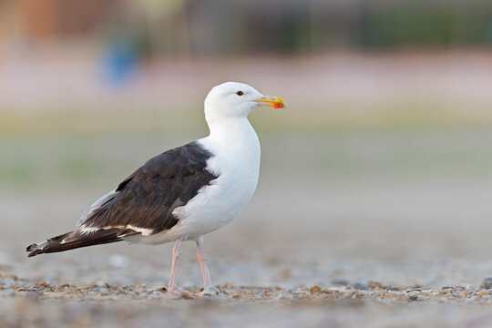 An adult great black-backed gull (Larus marinus) perched and foraging on the beach.