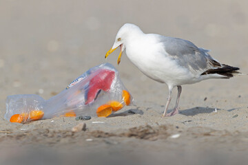 An adult American Herring Gull (Larus smithsonianus) perched and foraging on the beach.