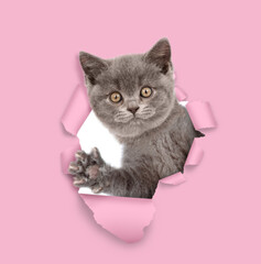 Cute kitten looks through a hole in pink paper