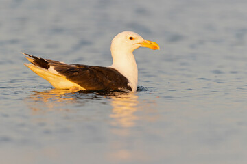 An adult great black-backed gull (Larus marinus) swimming in the setting sun