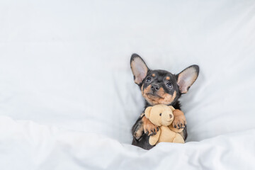 Cute Toy terrier puppy hugs toy bear under white blanket on a bed at home and looks up. Top down...