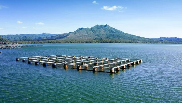 A beautiful flyby above the fish farm on shore of Lake Batur with green water. Landscape of coast with fish floating farm and nets against the background of a volcano and a blue sky in sunny day.