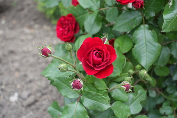 2 red flowers of garden roses in mid June