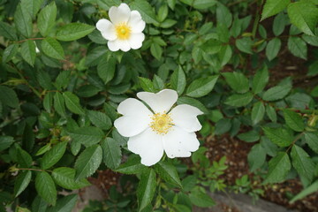 2 single white flowers of dog rose in mid May