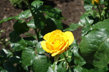 Amber yellow flower of garden rose in mid June