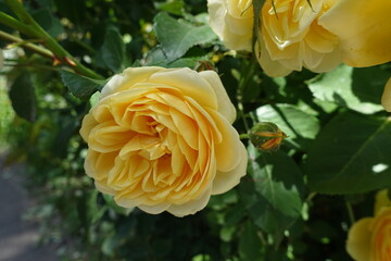 Close view of yellow flower of garden rose in June