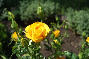 Closed buds and amber yellow flower of garden rose in mid June