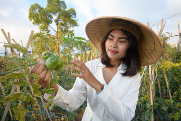Young farmer asia girl with hat harvesting tomatoes in tropical organic garden