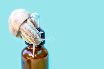snail is sliding on bottle or white jar with face cream lotion.beauty skin care concept,snail mucin...