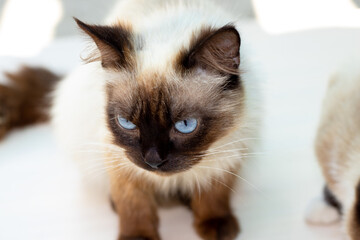 thai siamese cat is sitting lies on floor relaxing sunny summer day.proud angry upset kitty on wool winter skirt.domestic pet love care animals.sunny rays inside room home.kids,baby and pets,harmony 