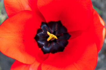 Red tulips. Tulips background. Dark tulips. Floral backdrop. Blooming tulip. Tulip buds.