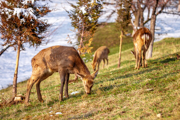 Naklejka na ściany i meble Beautiful spotted deer in the mountains against the background of green grass and snow. Fairytale spring landscape with wild animals.