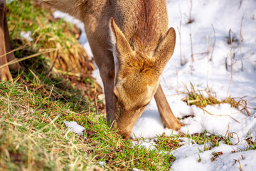Beautiful spotted deer in the mountains against the background of green grass and snow. Fairytale spring landscape with wild animals.