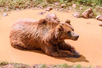 brown bear in zoo