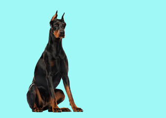 Doberman Pinscher sitting, isolated on white