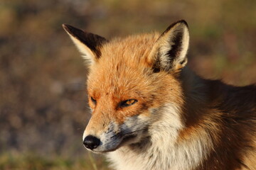 Red Fox close up portrait