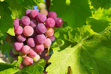 bright pink grapes in green foliage