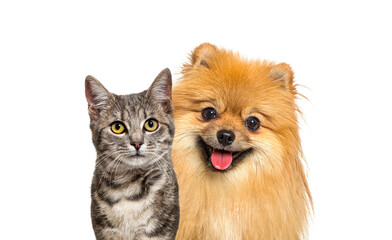 Grey striped tabby cat and Red Pomeranian dog panting with happy expression together on white background, banner framed looking at the camera