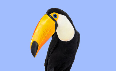 Fototapeta premium Head shot of a Toucan toco on violet background