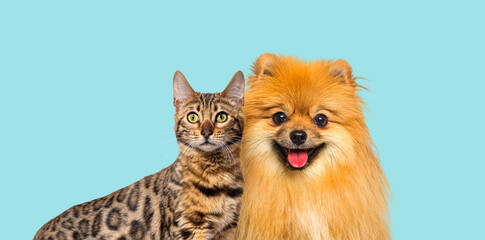 Brown bengal cat and Red Pomeranian dog panting with happy expression together on blue background,...