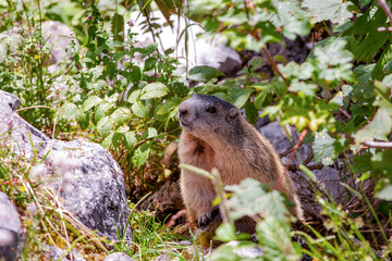 Wild cute Alpine Marmot (Marmota marmota) in nature. looking at the camera. Close-up. Mountain Jenner Bavaria of national park Berchtesgaderen Land, Germany