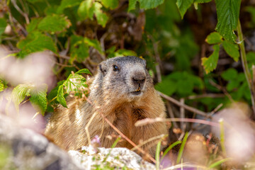 Naklejka na ściany i meble Wild cute Alpine Marmot (Marmota marmota) in nature. looking at the camera. Close-up. Mountain Jenner Bavaria of national park Berchtesgaderen Land, Germany