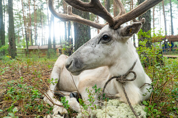 Wild deer in the Siberian forest. Deer resting on the grass