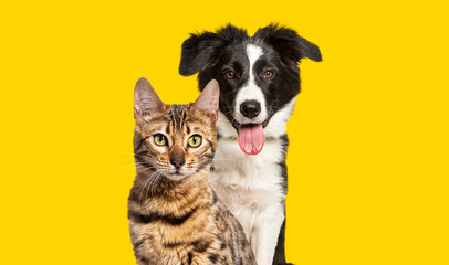Brown bengal cat and a border collie dog panting with happy expression together on yellow...