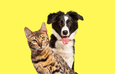 Brown bengal cat and a border collie dog panting with happy expression together on yellow background, looking at the camera