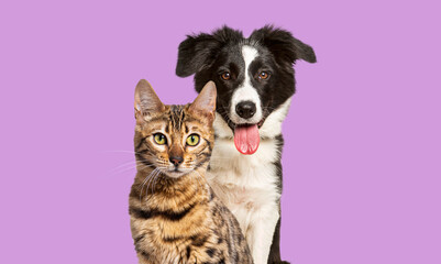 Brown bengal cat and a border collie dog panting with happy expression together on violet background, looking at the camera