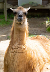 ニヒルな笑みでスカしてるラマ