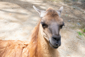 Obraz premium ニヒルな笑みでスカしてるラマ