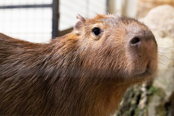 どこかをぼんやりと見つめているカピバラ