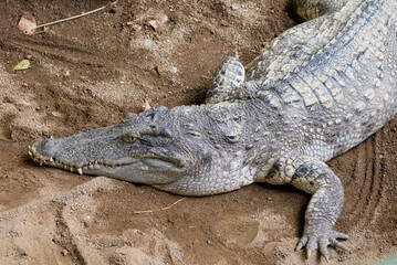 Obraz premium 眼光鋭く地面に伏せている恐竜のようなワニ