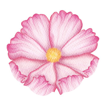 Cosmos flower watercolor.