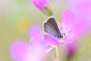 Beautiful Butterfly Macro: Polyommatinae sitting on Purple Flower
