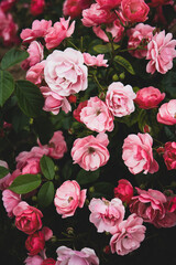 Garden pink roses in the garden close-up, vertical card