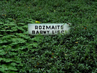 Zielone liście © Ewa