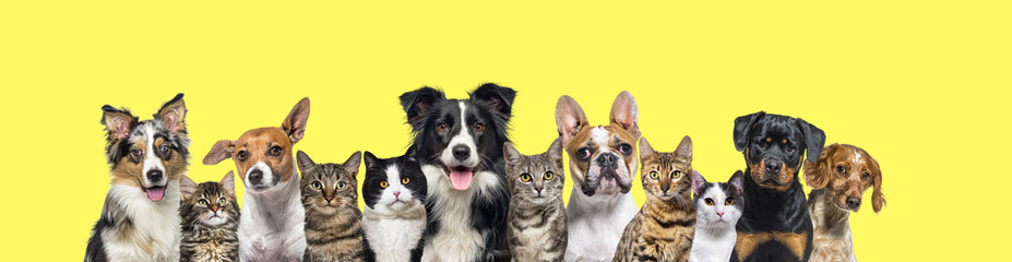 Large group of cats and dogs looking at the camera on yellow